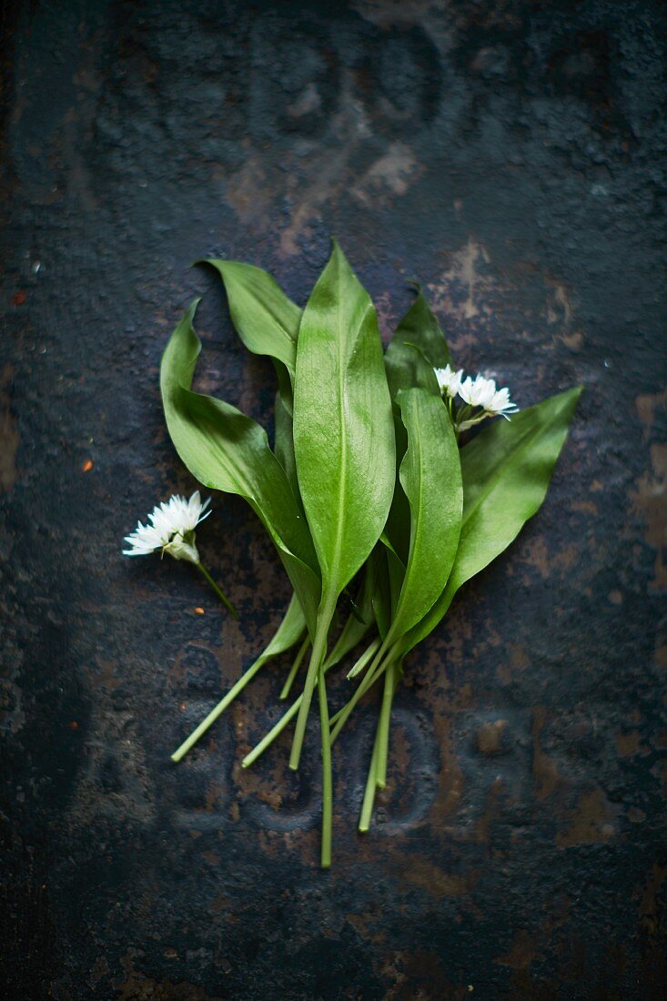 Fresh wild garlic leaves and flowers on a dark metal background (seen from above)
