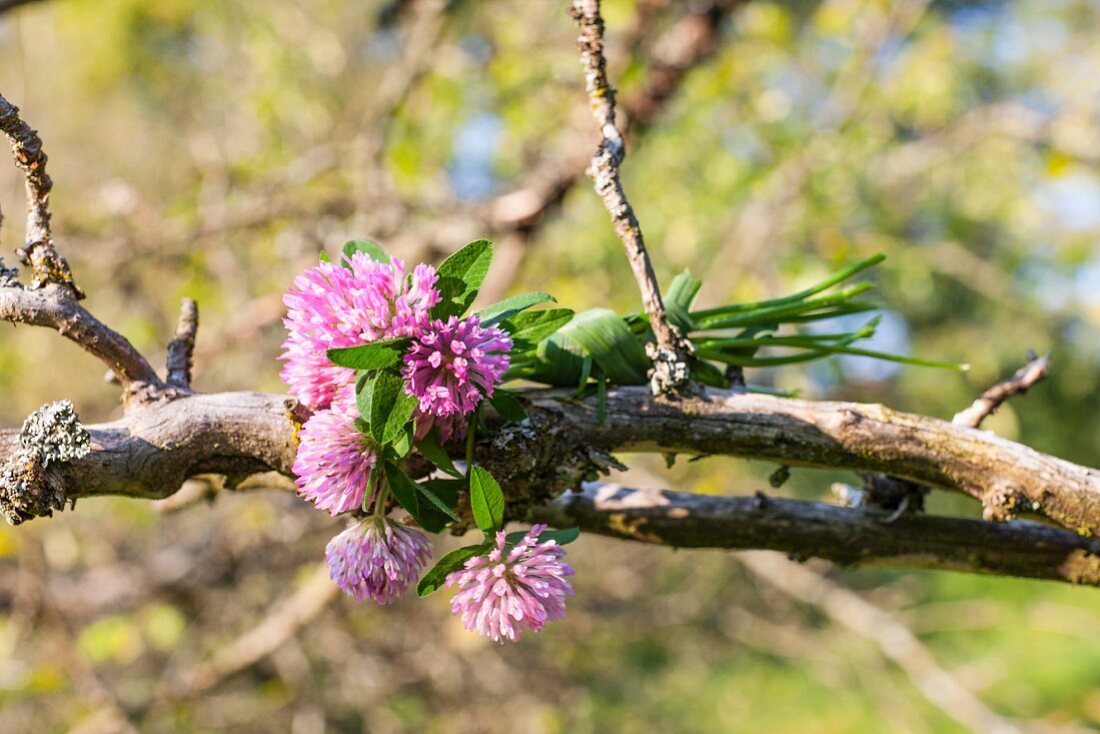 Mit Gras gebundenes Sträußchen von Rotkleeblüten (Trifolium pratense) in einem morschen Ast