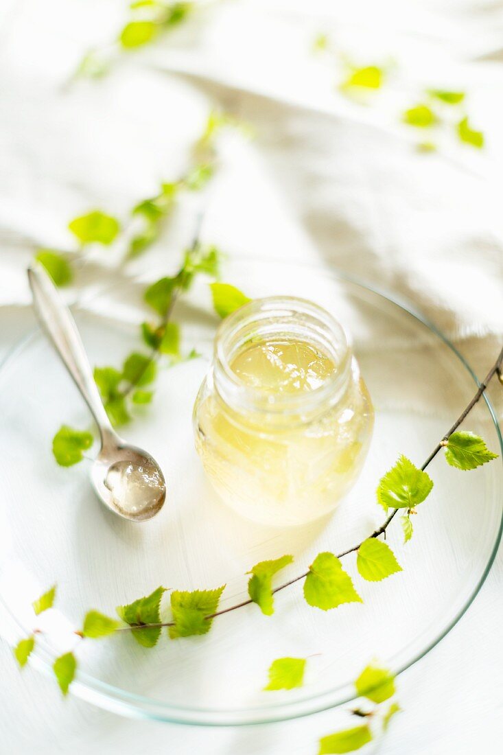 Small jar of freshly made birch-water jelly and spring leaves on birch branches