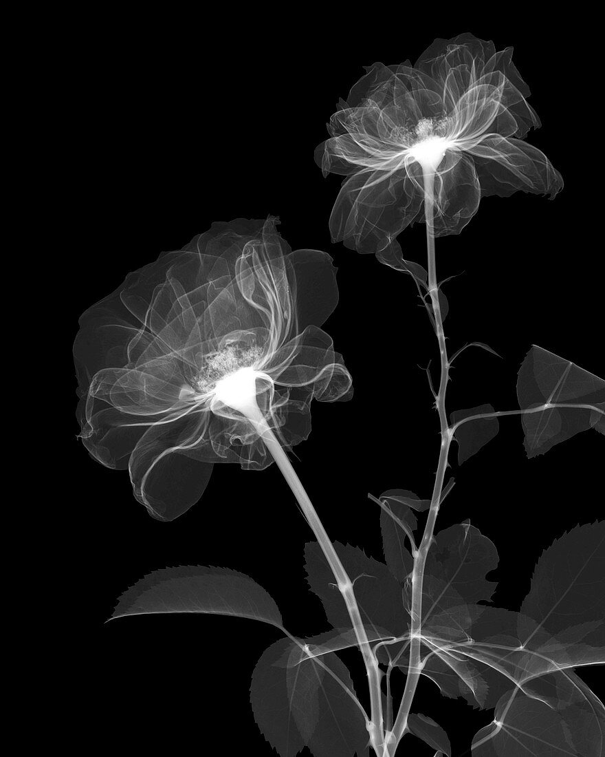 Rose flower, s X-ray