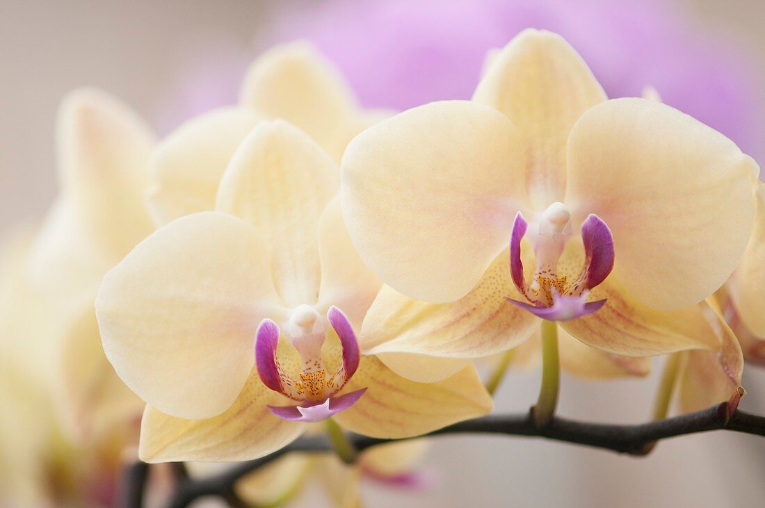 Phalaenopsis Fangmei Sweet 'Coral' orchid