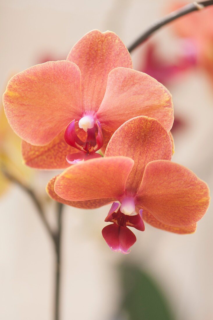 Doritaenopsis 'Surf Song' orchid