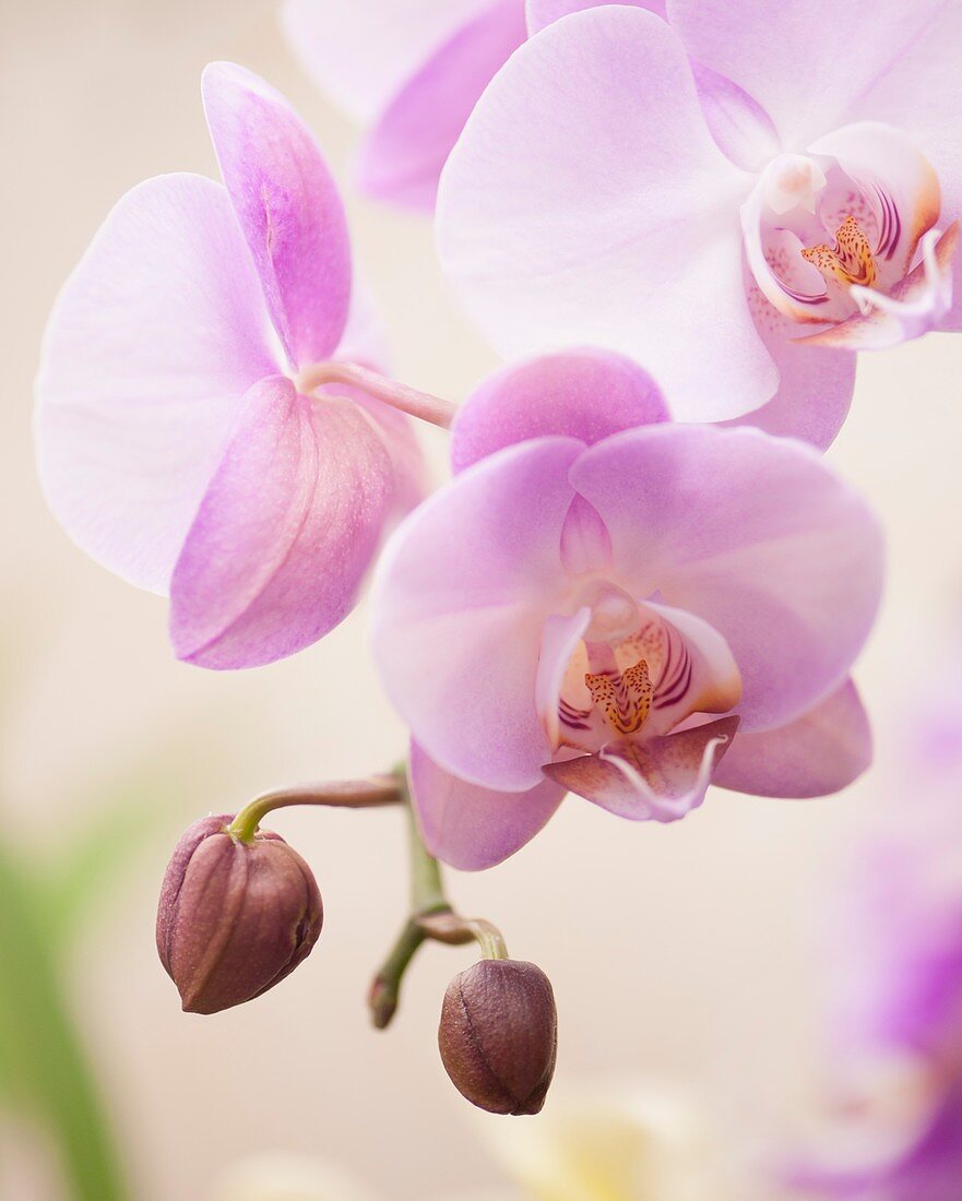 Phalaenopsis Pinlong Memory 'Tailin Pink' orchid