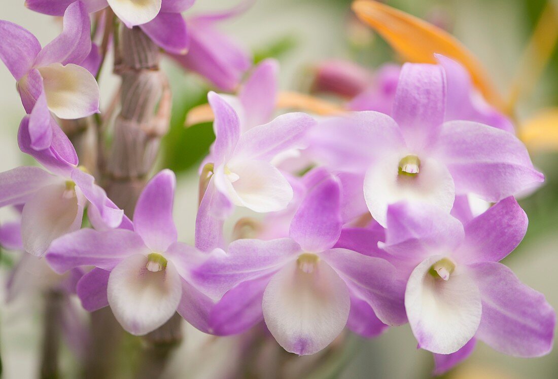 Dendrobium Hamana Lake 'Kumi' orchid