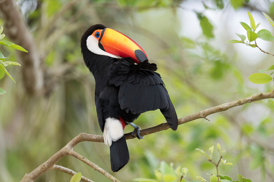 Toco toucan preening in a tree