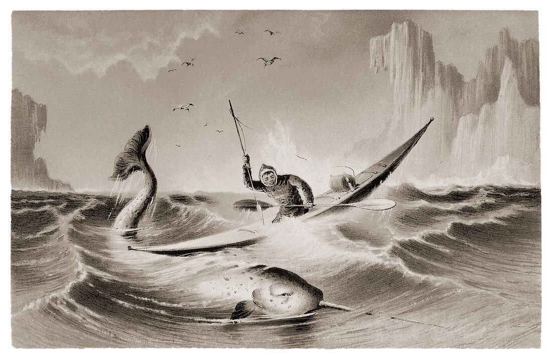 Inuit hunting a narwhal in a kayak.