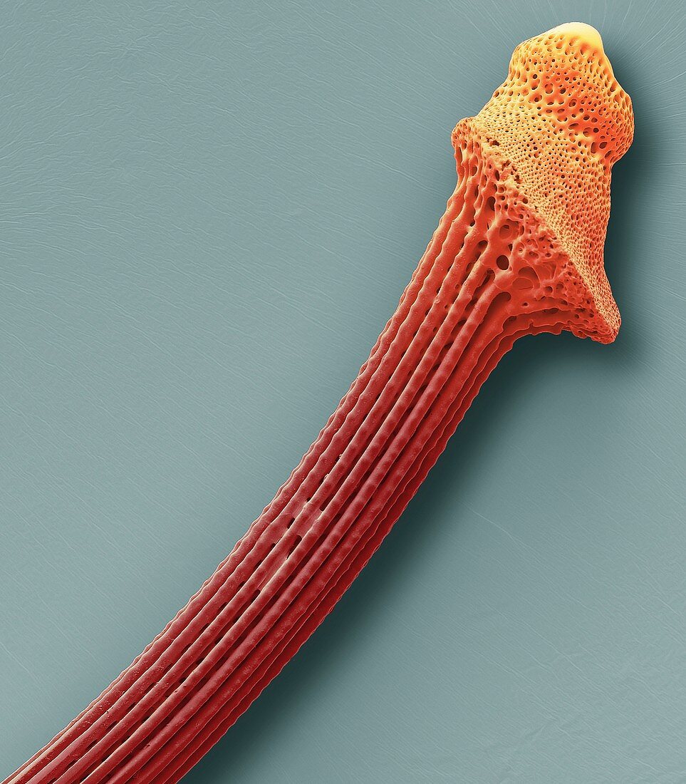 Fossil sea urchin spine, SEM
