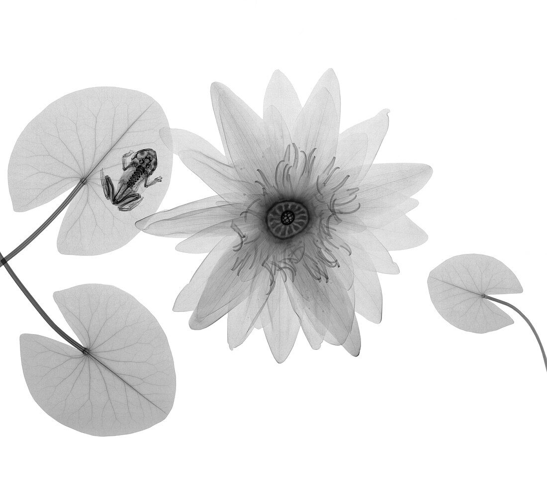 Frog and water lily, X-ray