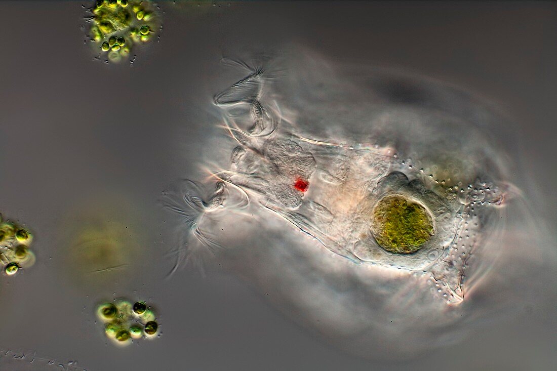 Brachionus rotifer, light micrograph