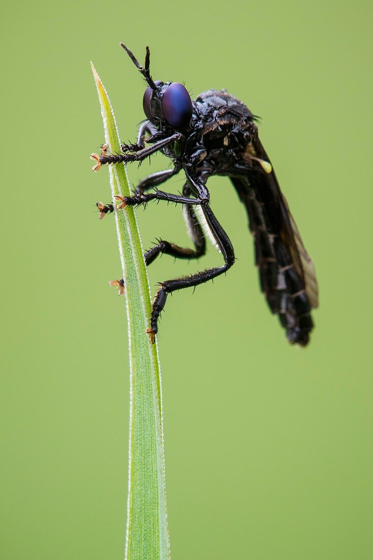 Black-legged violet robberfly