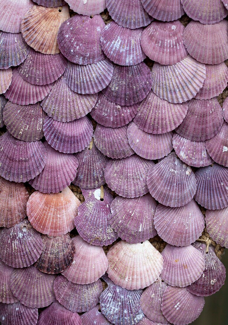 Pecten shells