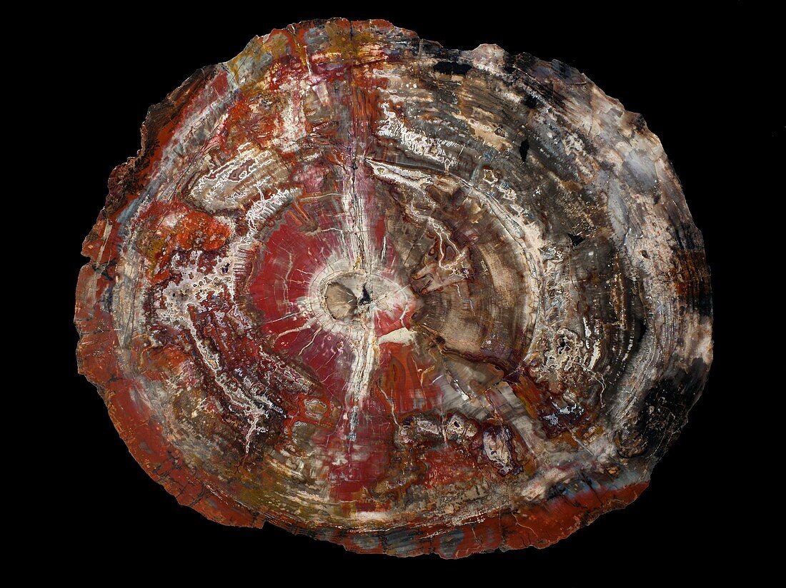 Araucarioxylon fossil wood