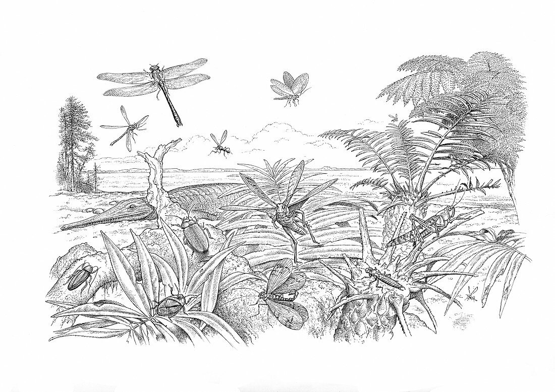 Strawberry Bank insects, illustration