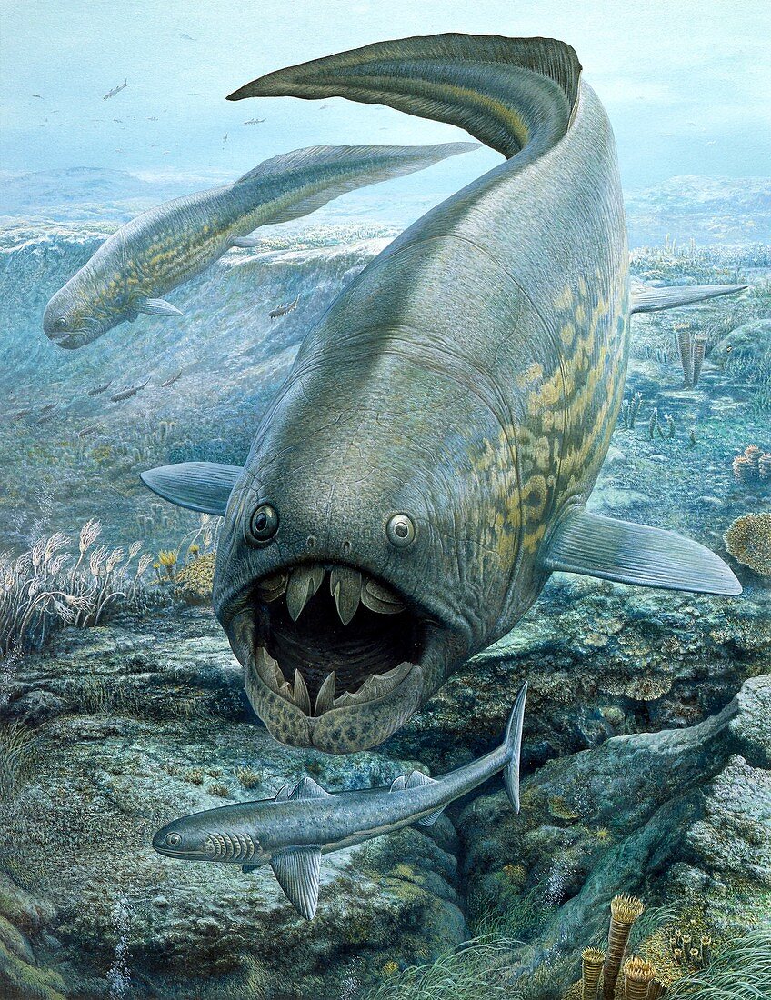 Dunkleosteus hunting sharks, illustration