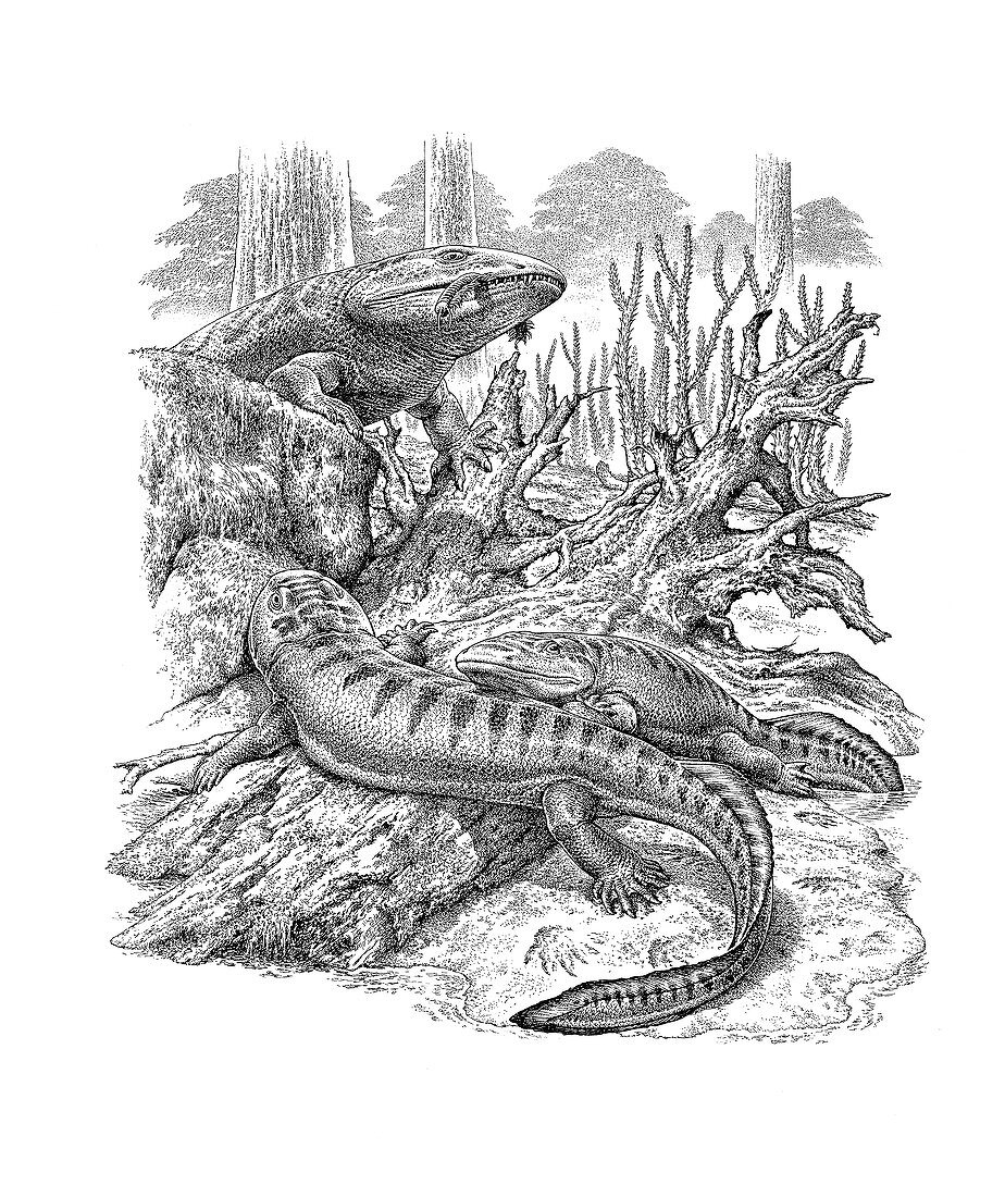 Acanthostega and Ichthyostega tetrapods, illustration