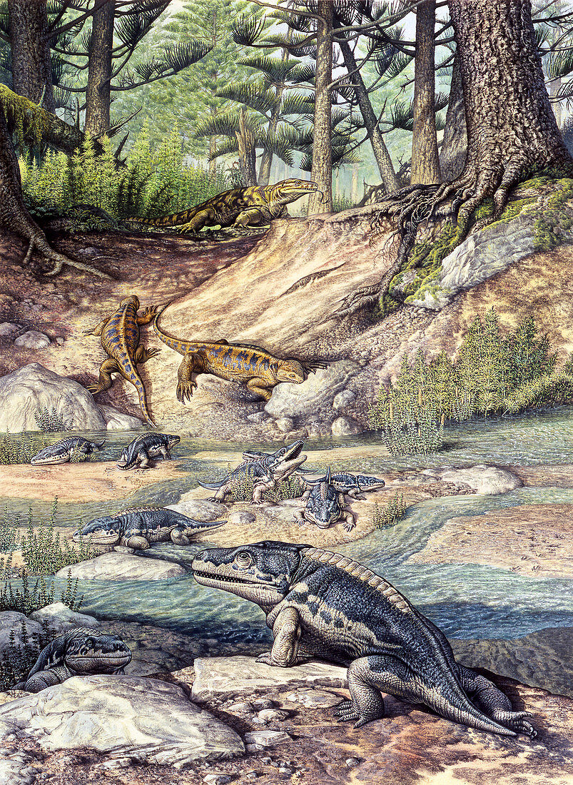 Cacops and Casea tetrapods, illustration