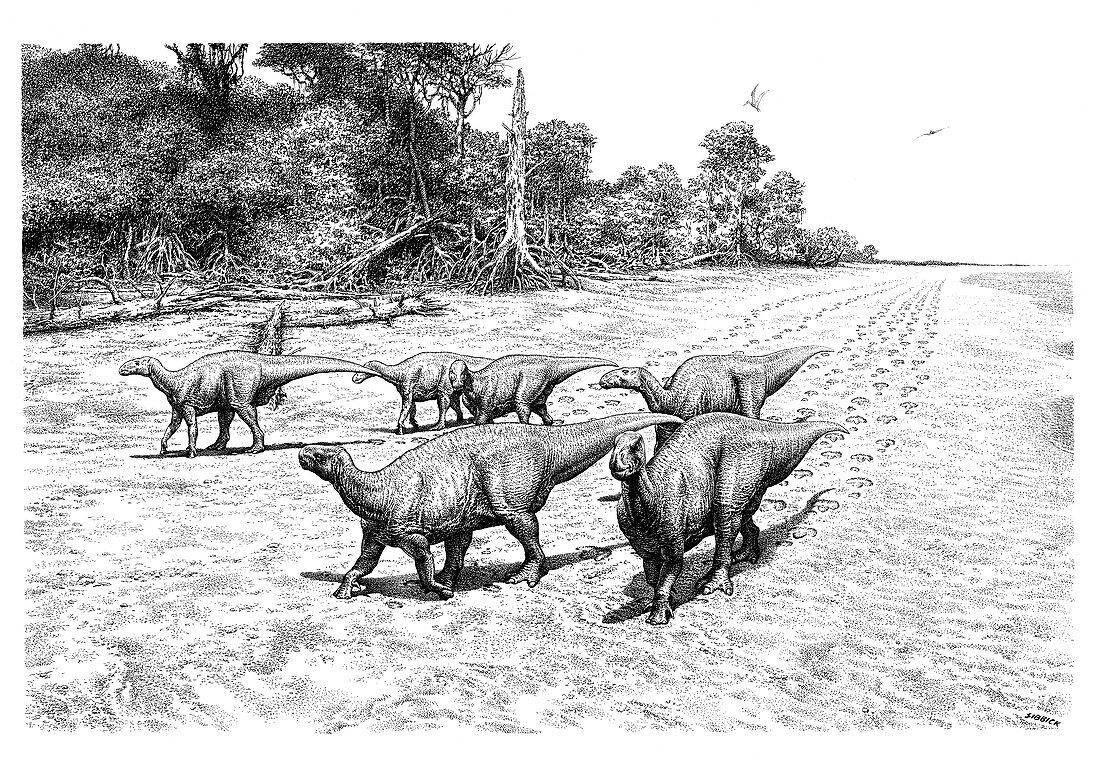 Iguanadon dinosaur trackway, illustration