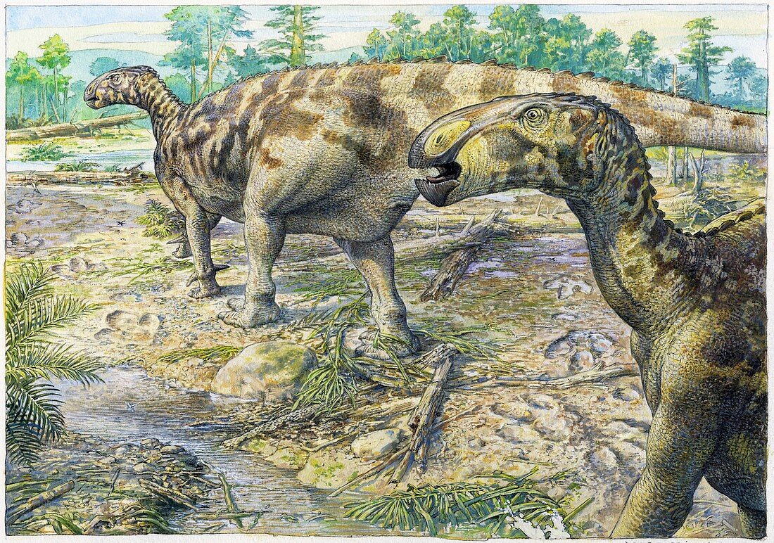 Mantellisaurus dinosaur trackway, illustration