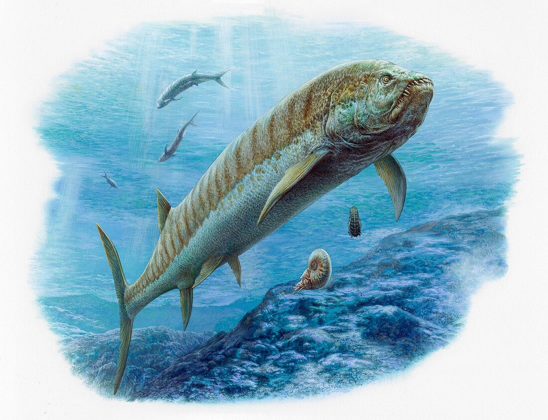 Xiphactinus fish, illustration
