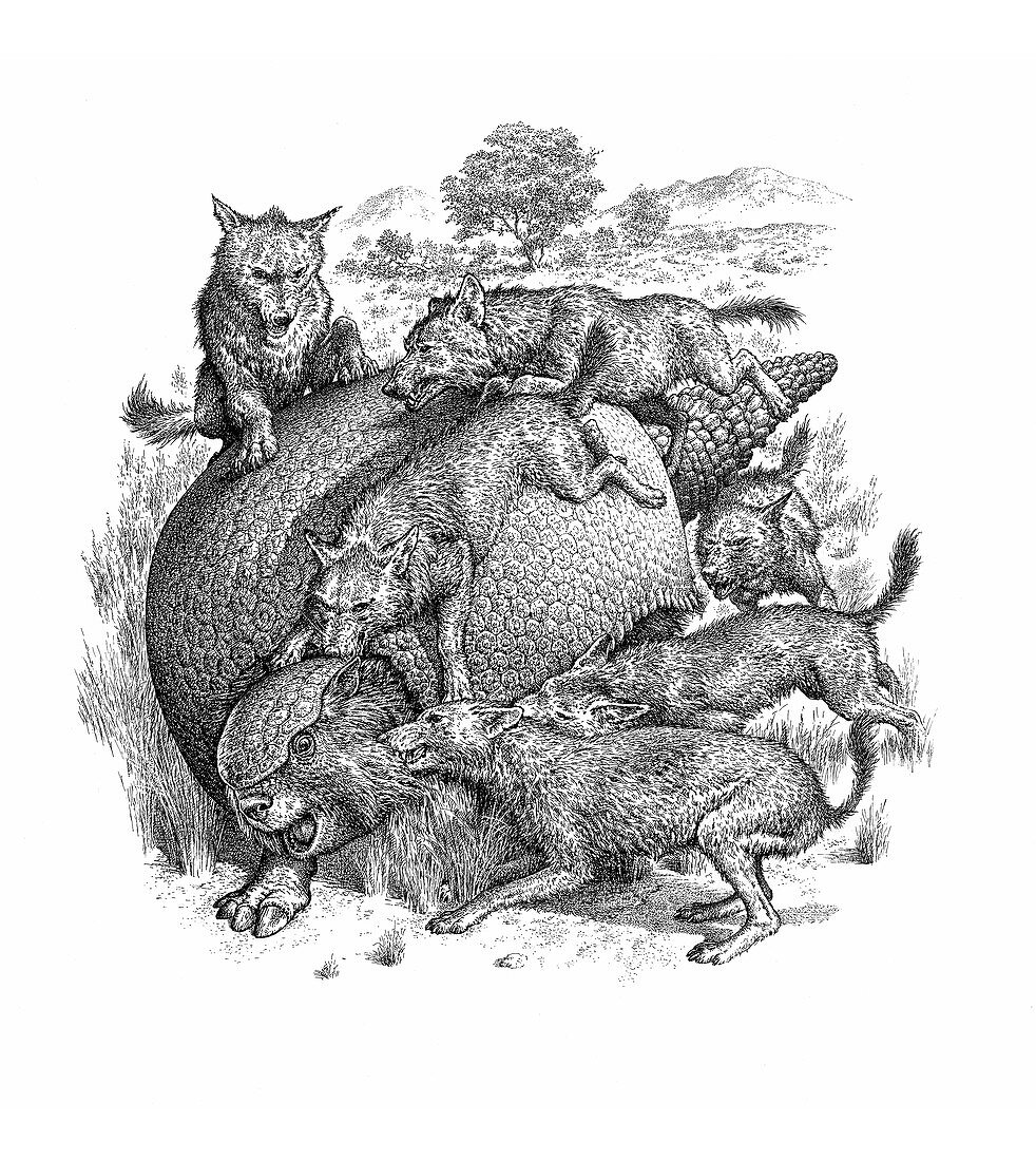 Glyptodon mammal being attacked by wild dogs, illustration