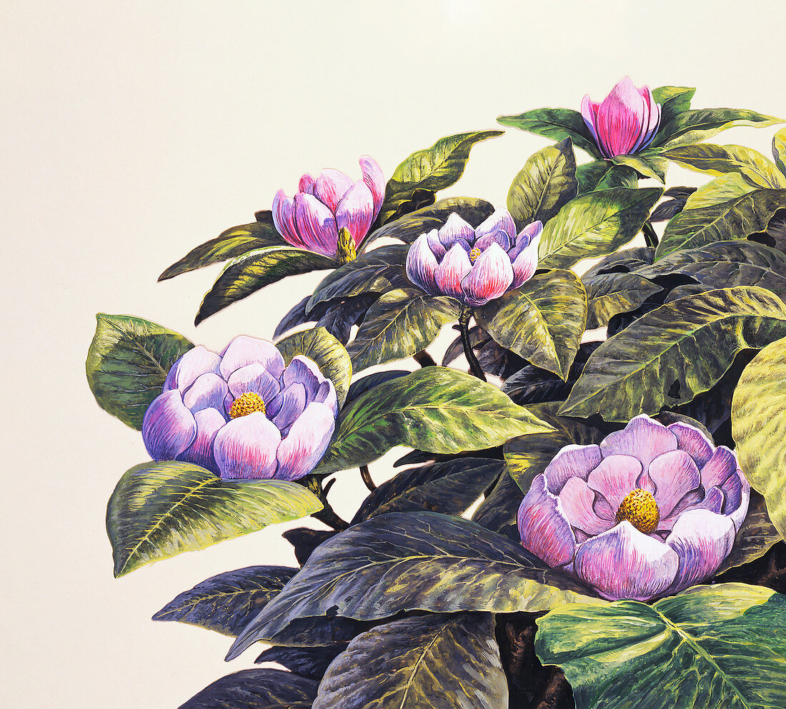 Magnolia flowers, illustration