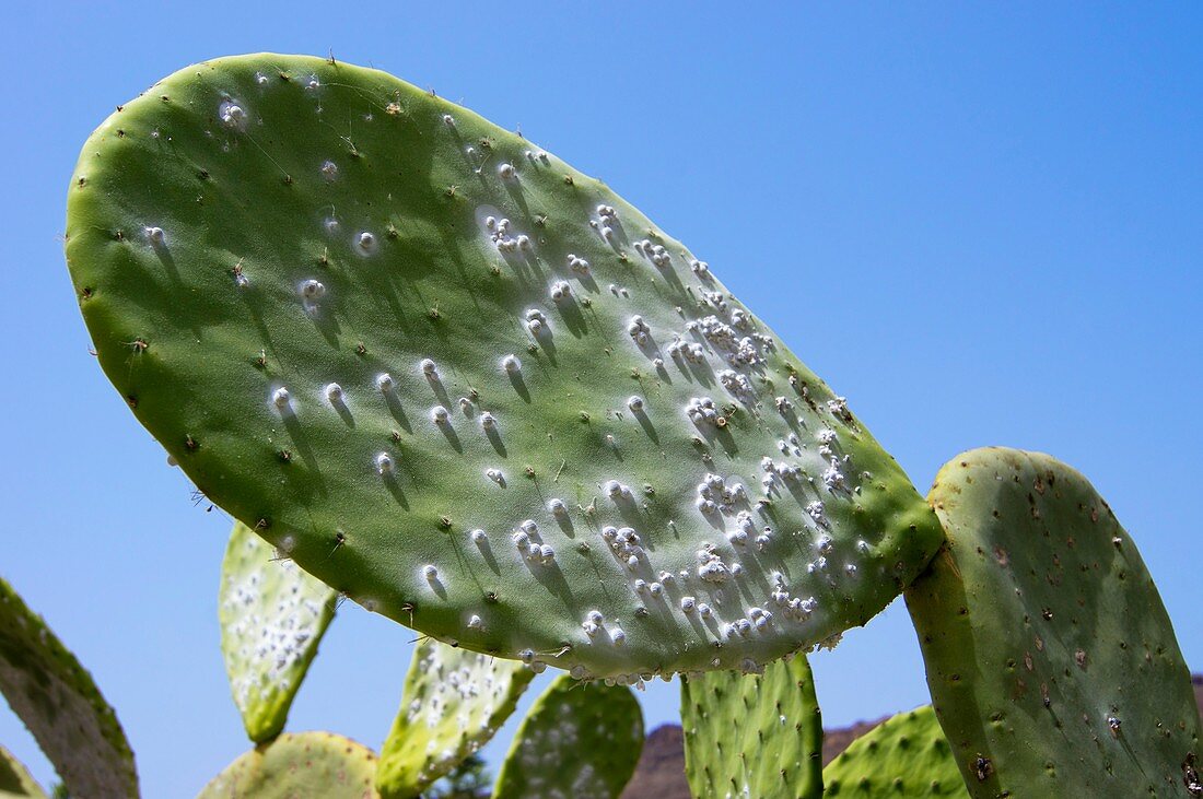 Cochineal beetles on prickly pear cactus