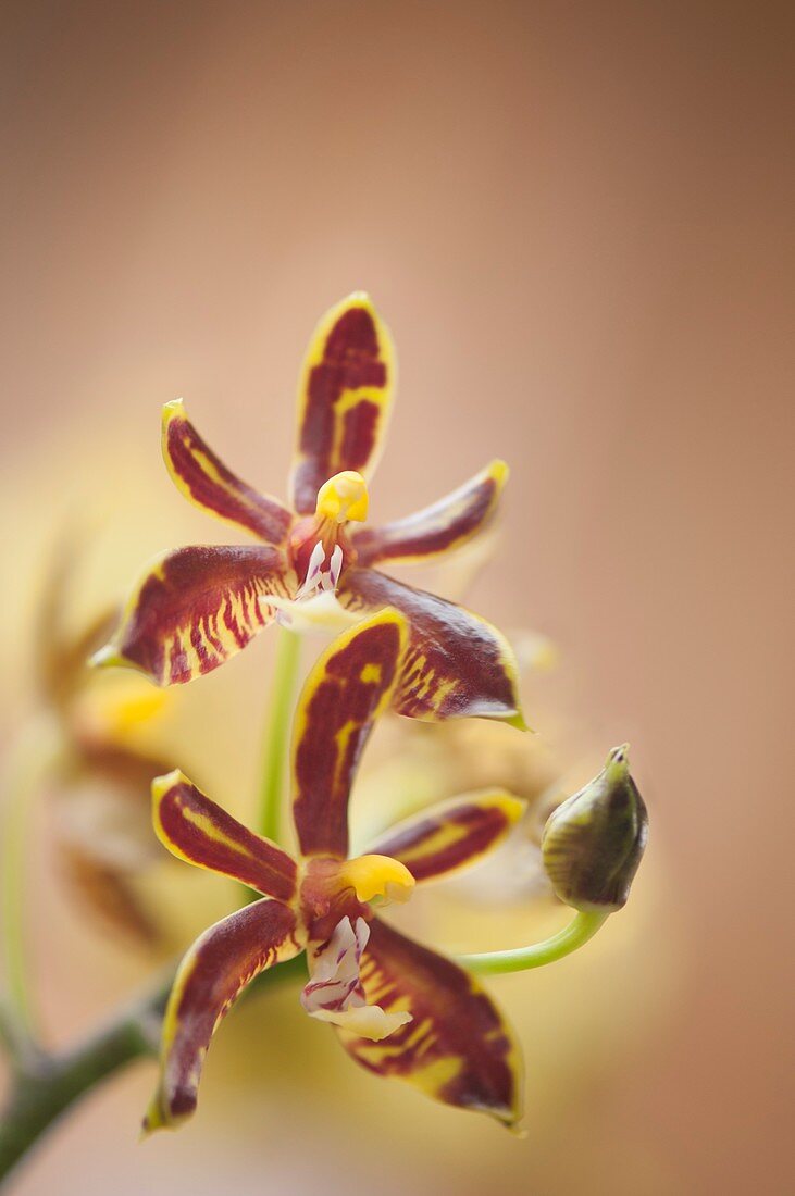 Phalaenopsis mannii