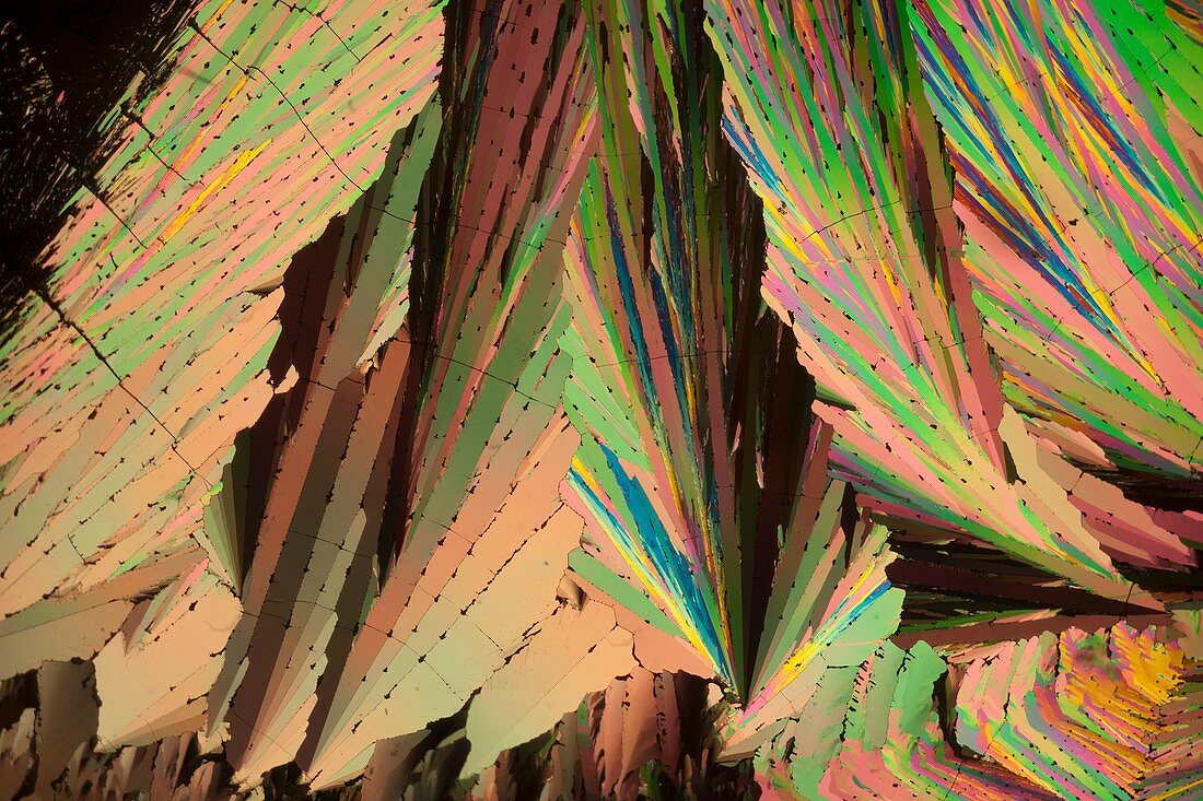 Coumarin crystals, polarised light micrograph