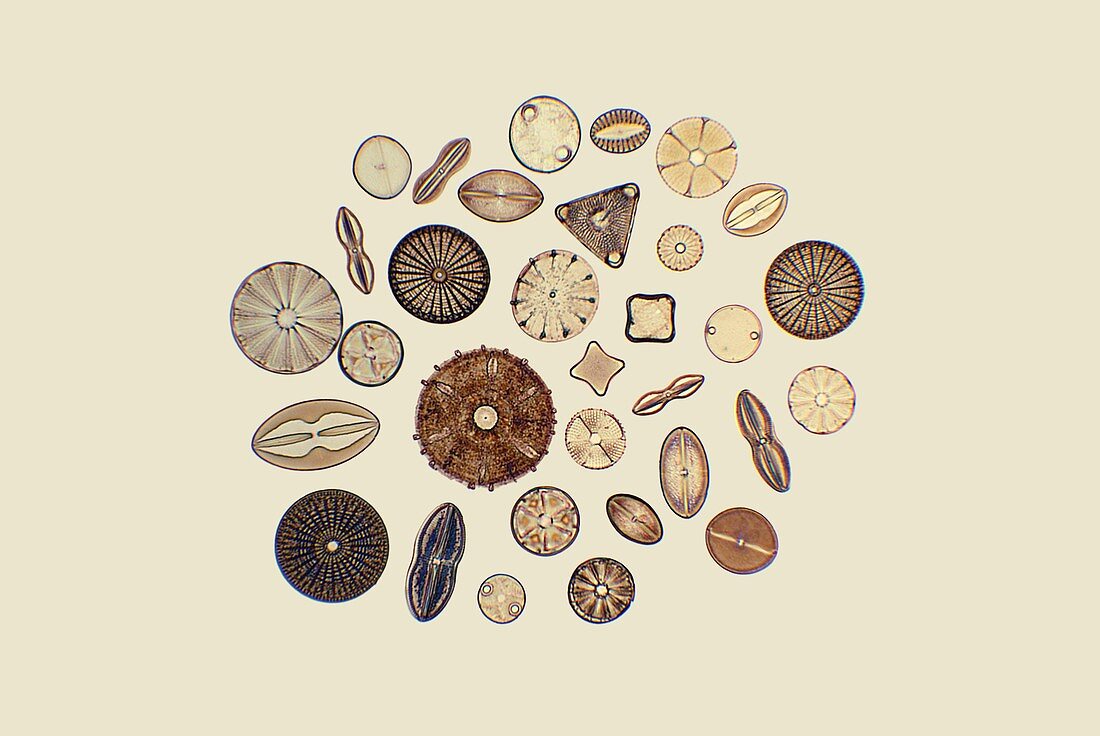 Marine diatoms, polarised light micrograph