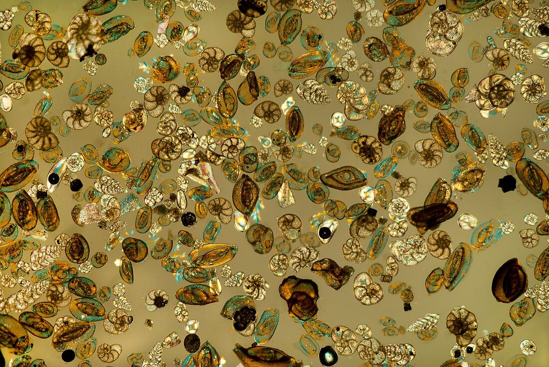 Foraminifera, polarised light micrograph