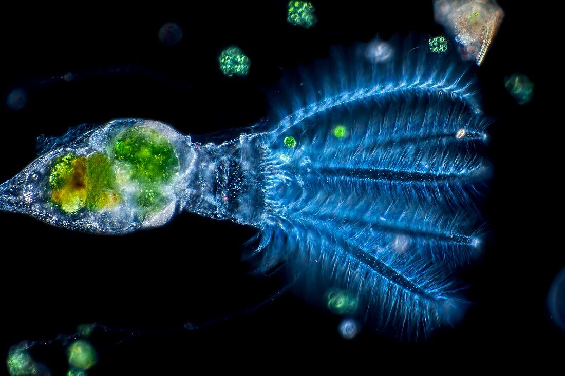 Stephanoceros fimbriatus rotifer, light micrograph