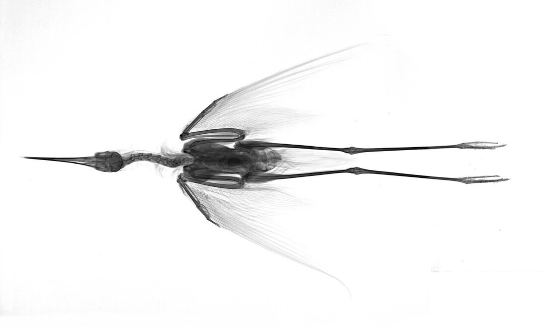 Stilt wader bird, X-ray