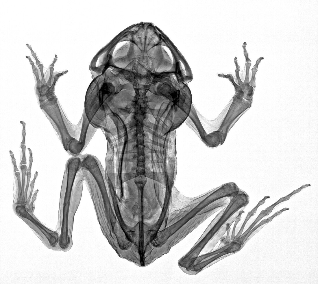 Cane toad, X-ray