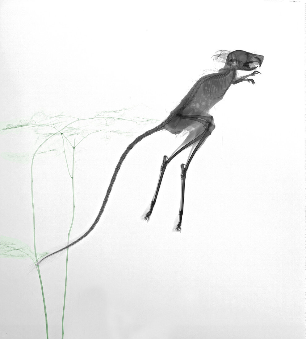 Jerboa jumping, X-ray