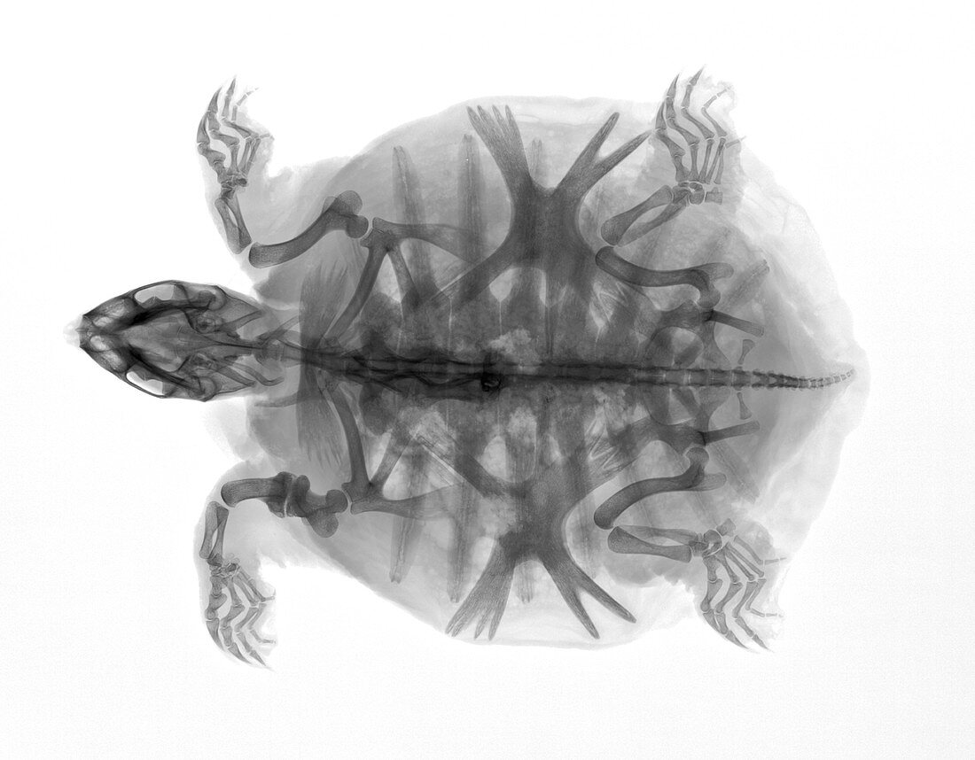 Indian flapshell turtle, X-ray