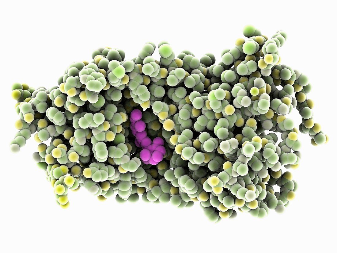 Rhodopsin molecule