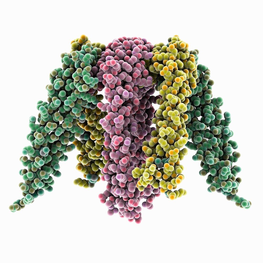 Prefoldin molecule