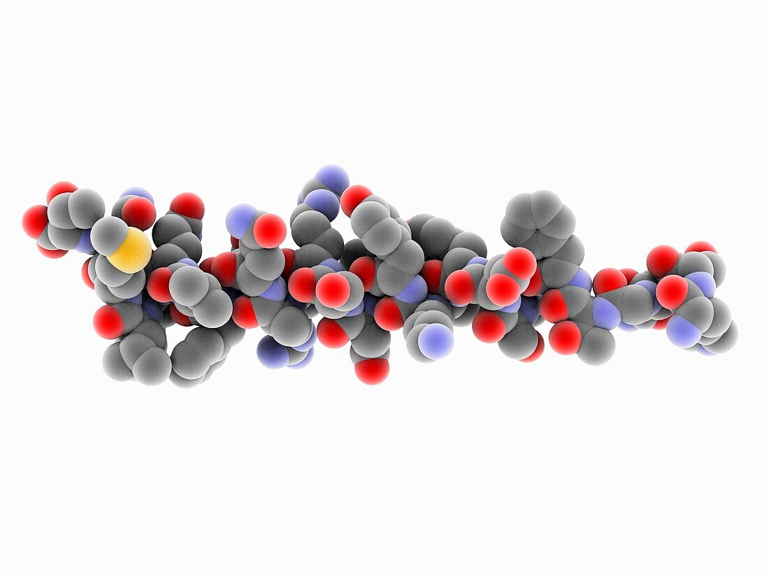 Glucagon molecule