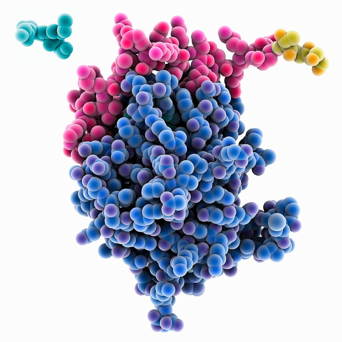 RAD51-BRCA2 complex