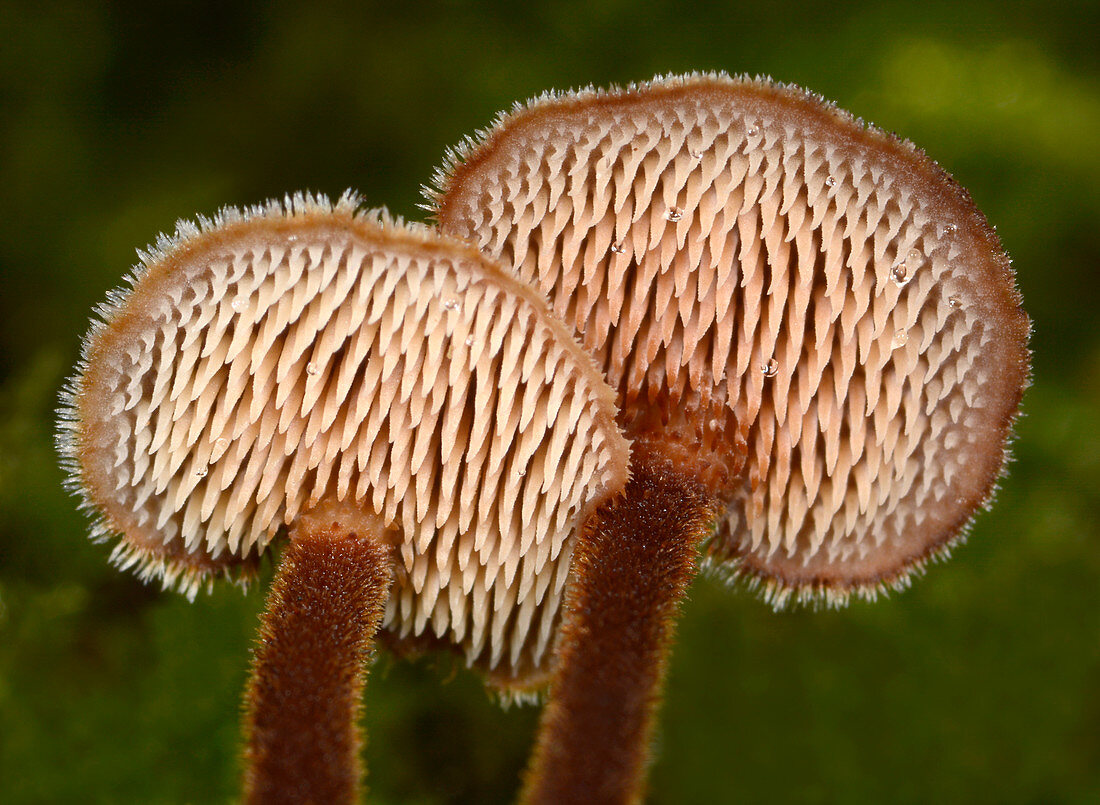 Ear pick fungi spines