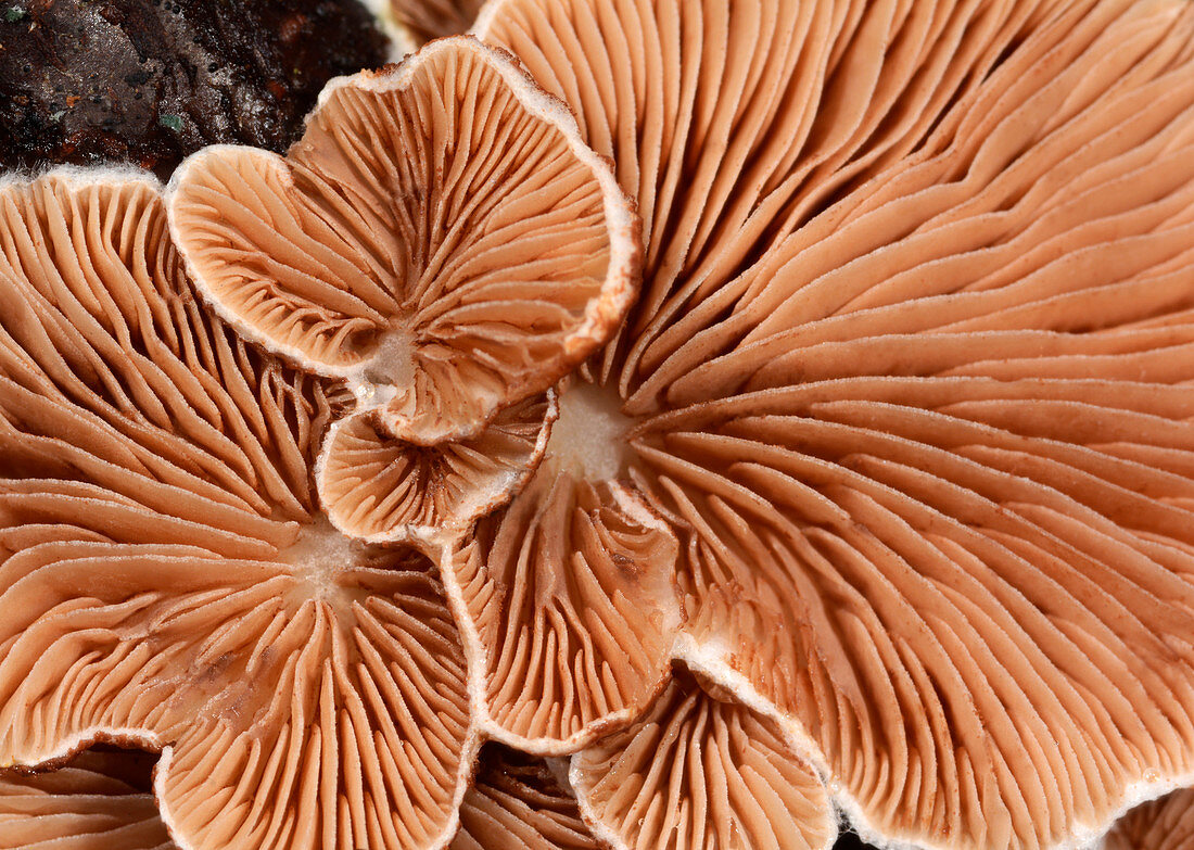 Variable oysterling fungus gills
