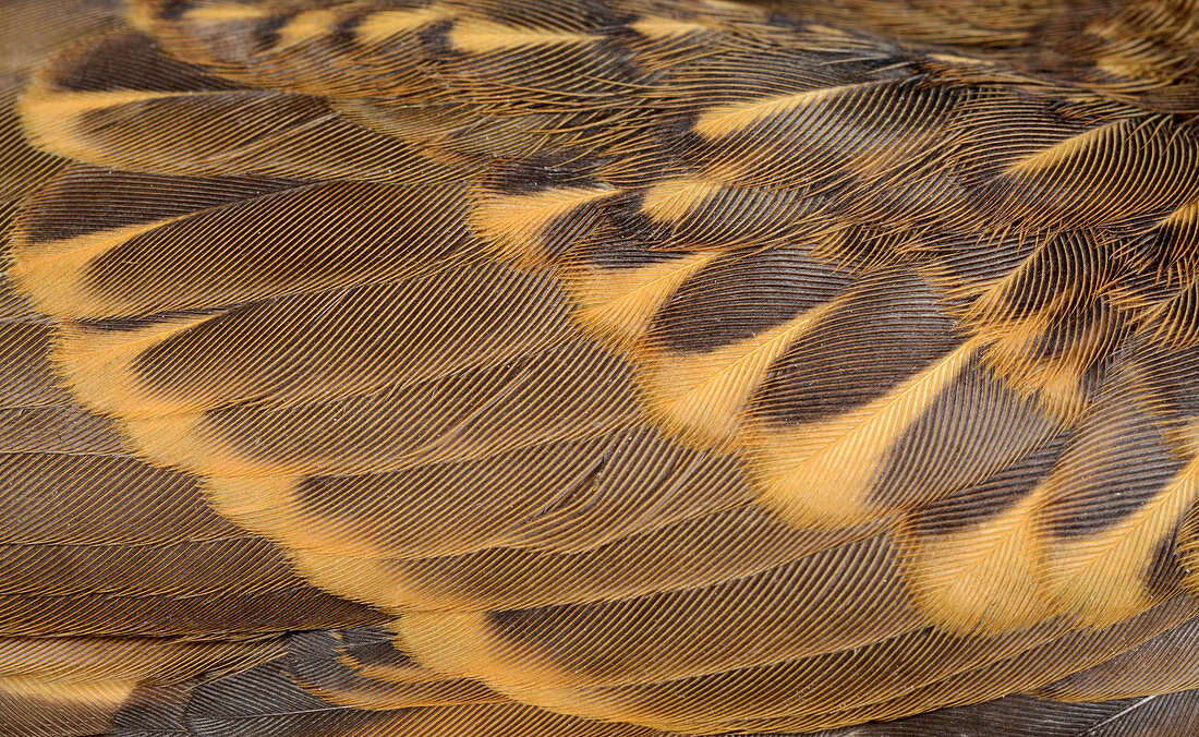 Song thrush wing feathers
