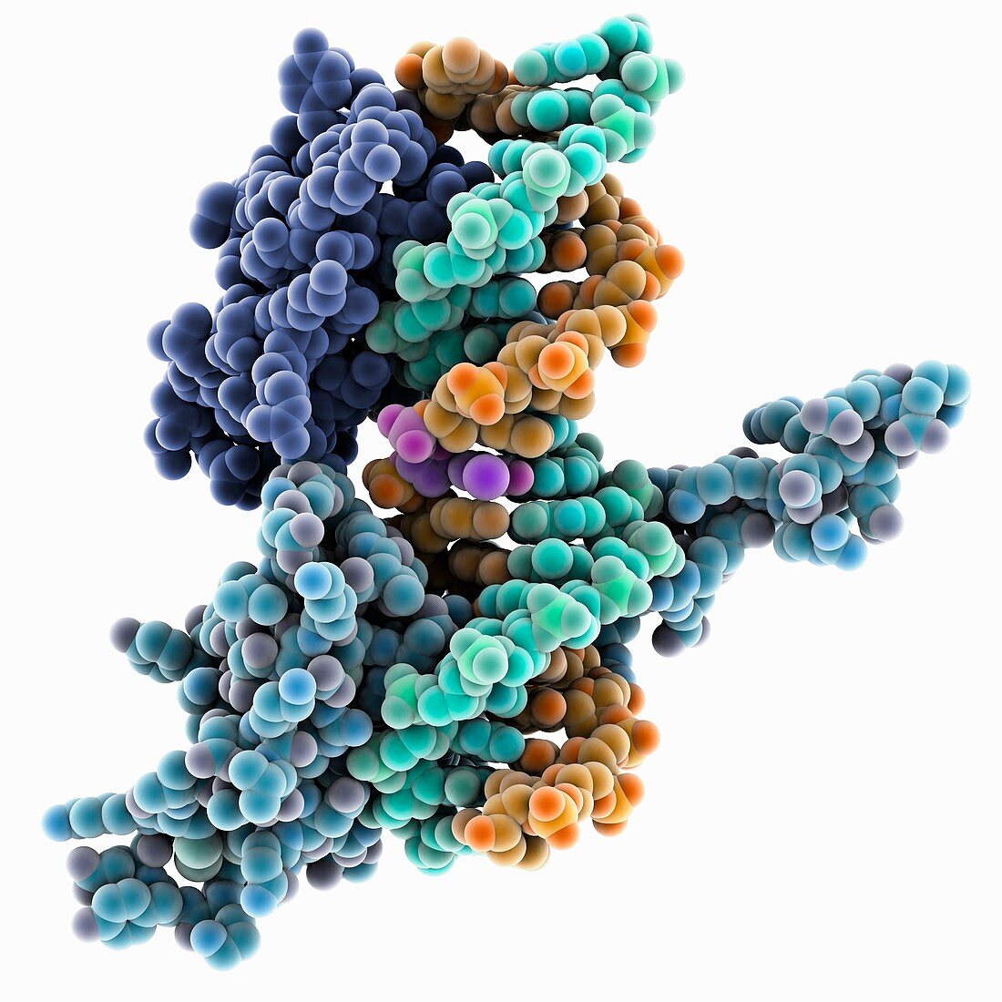 Vitamin D receptor complex