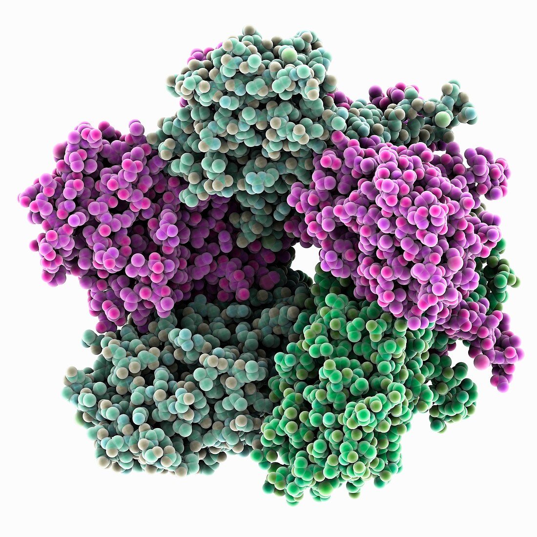 Human papilloma virus capsid protein