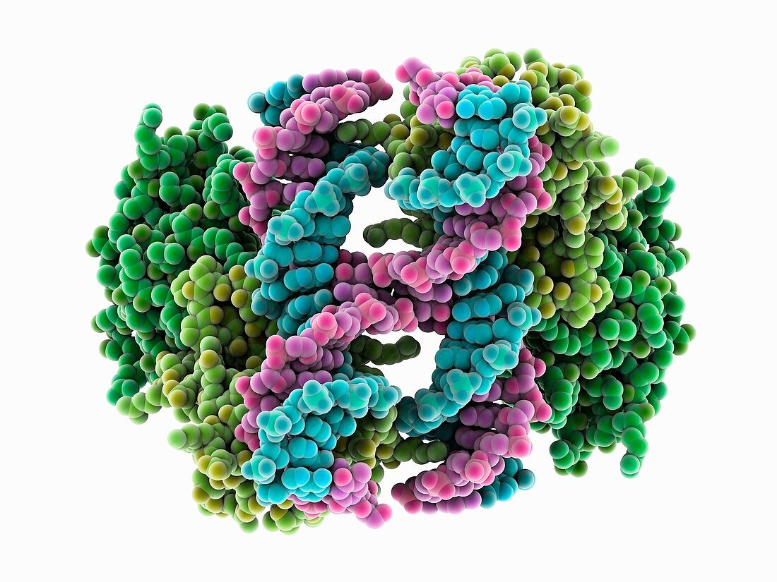 DNA Holliday junction complex