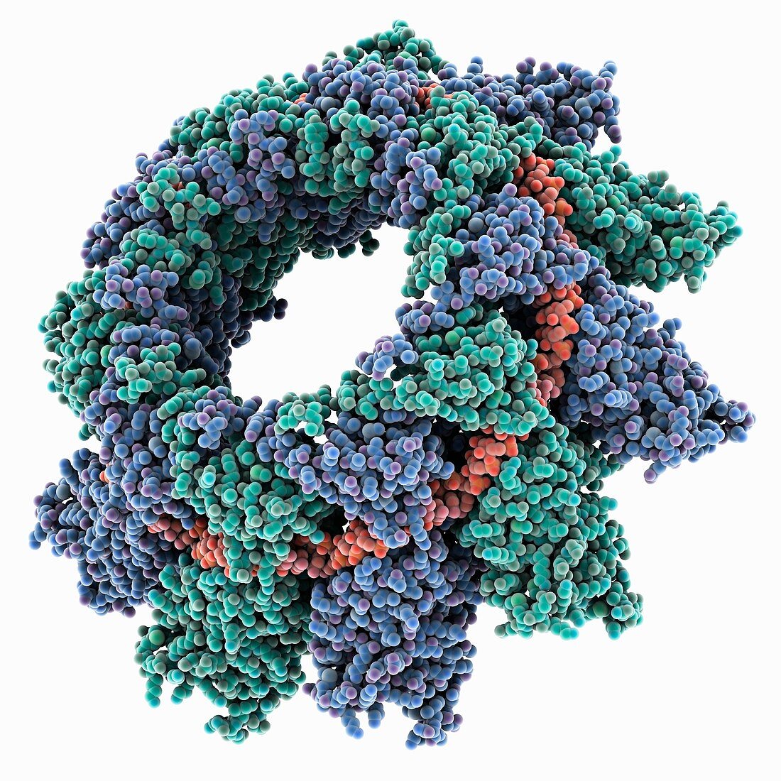 Respiratory syncytial virus nucleocapsid