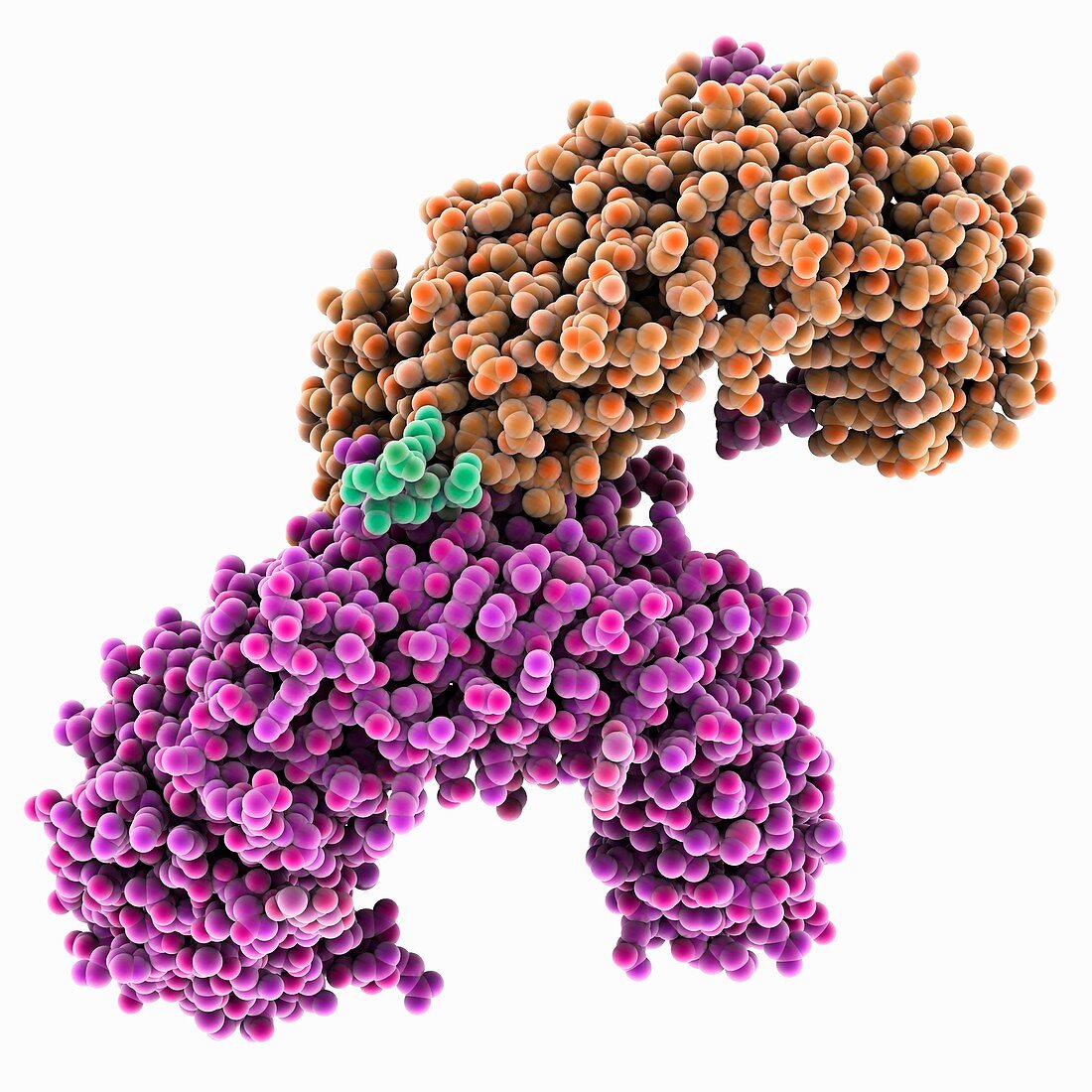 Toll-like receptor complex