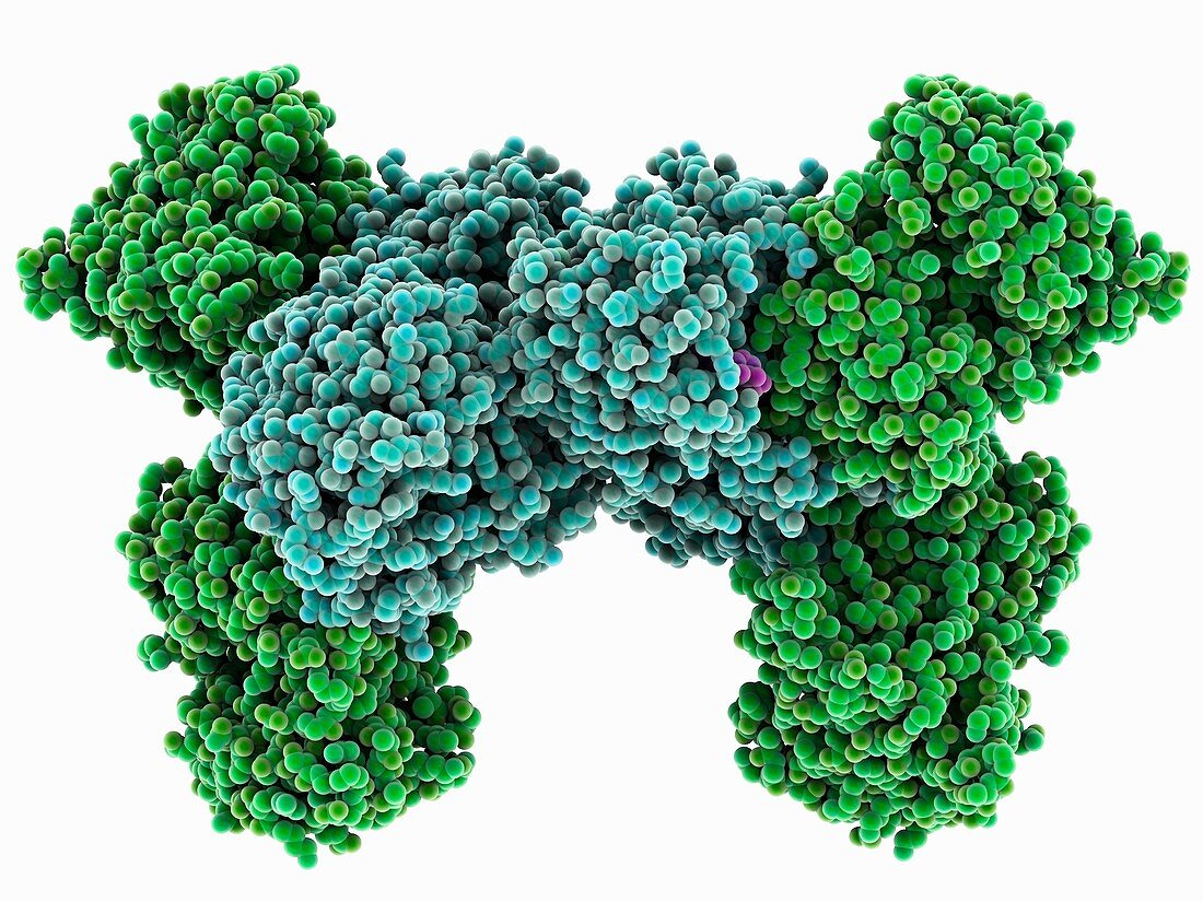 Isocitrate dehydrogenase complex