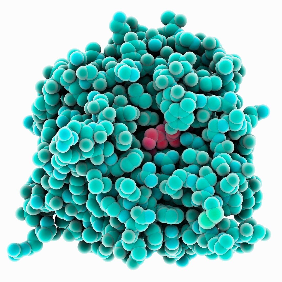 Carboxypeptidase A molecule