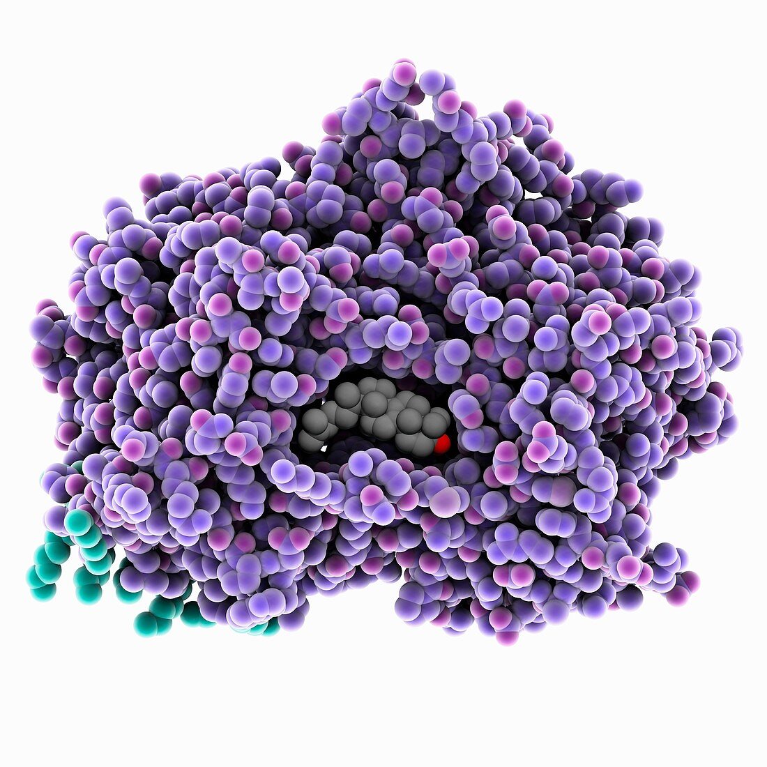 Human oxidosqualene cyclase complex